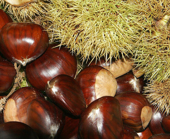 File:735px-Chestnuts02.jpg