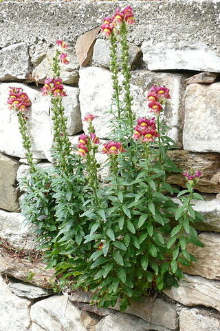 File:400px-Antirrhinum majus from Thasos.jpg