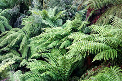 Ferns