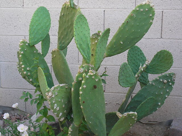 File:800px-Captive Prickly Pear.jpg