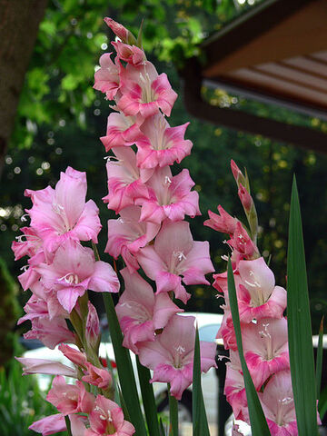 File:450px-Gladiolus 7-19-06.jpg