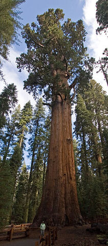 File:263px-General Sherman 1469870071.jpg