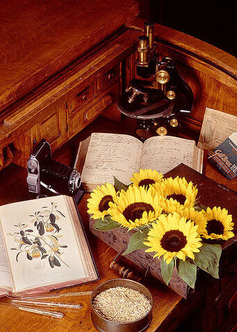 File:428px-Botany.jpg