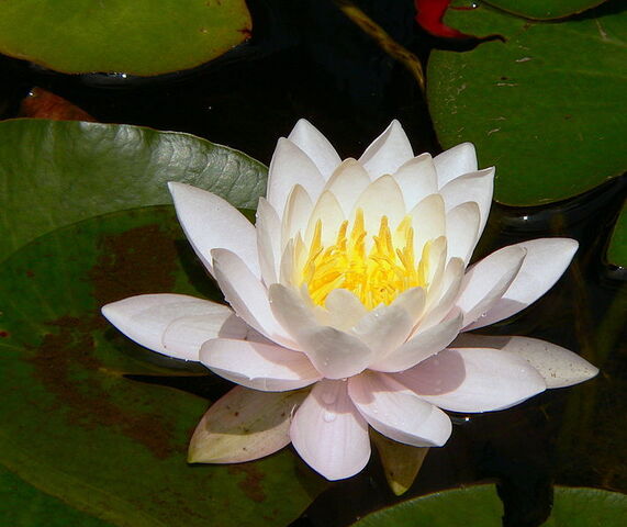 File:713px-WhiteLotus.jpg