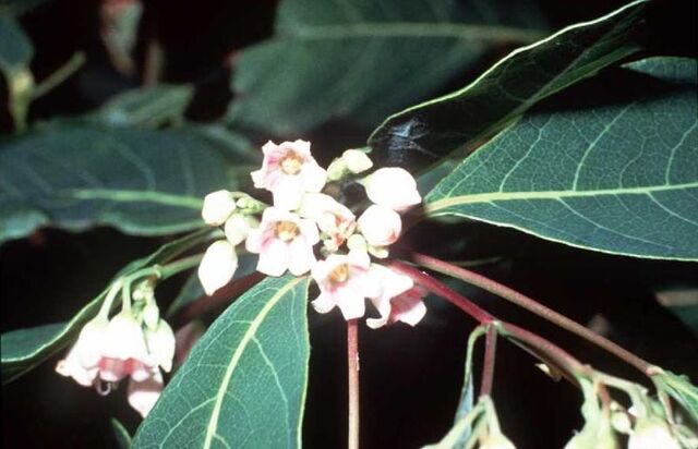 File:800px-Apocynum androsaemifolium USDA.jpg