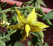 Flor tomaca 057