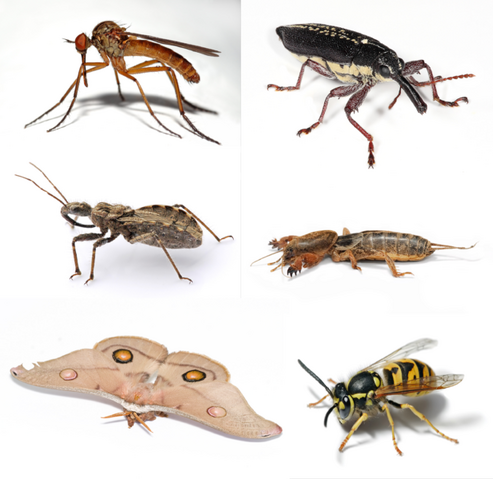File:616px-Insect collage.png