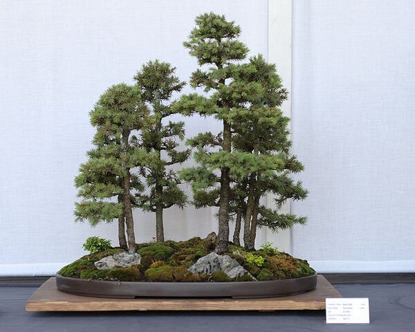 File:Multiple tree.jpg