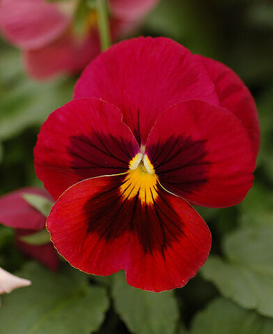 File:490px-Pansy.jpg