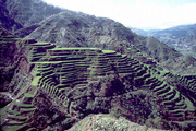 Rice terraces