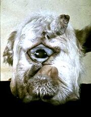 Cyclopelamb2
