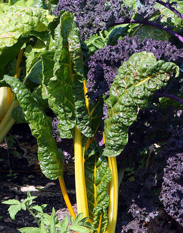 File:Chard3.jpg