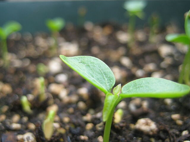 File:Carica papaya seedling macro.jpg