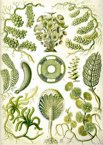 File:425px-Haeckel Siphoneae.jpg