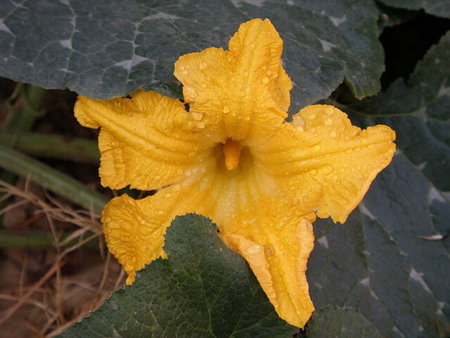 File:800px-Pumpkin flower.jpg