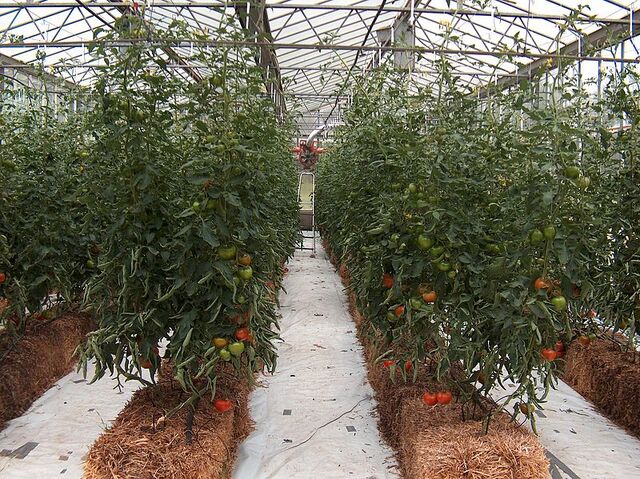 File:800px-Hydroponic g11.jpg