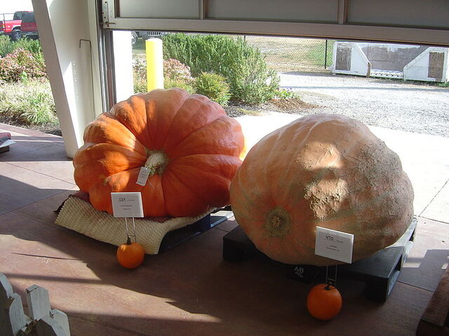 File:800px-CompetitivePumpkins.jpg