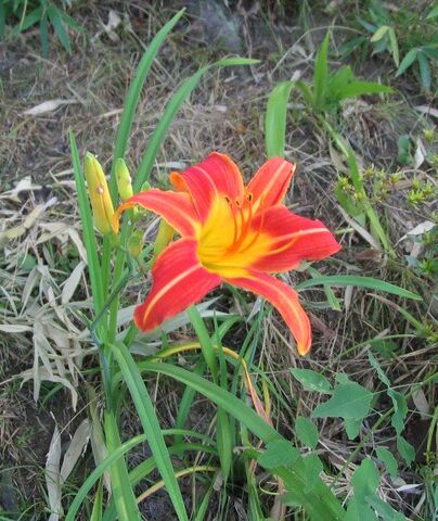 File:Hemerocallis longituba.jpg