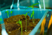 Tomatoseedlings