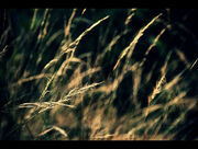Illuminated