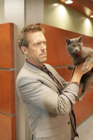 File:518 here kitty.jpg