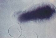 Bartonella