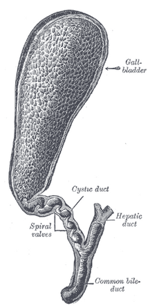Gray1095-gall bladder