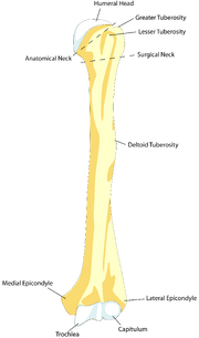 HumerusFront