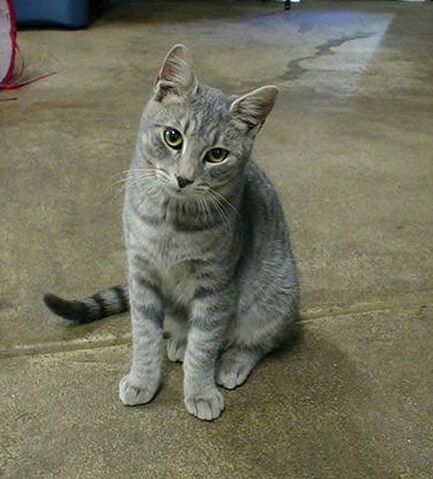 File:Pancat.jpg