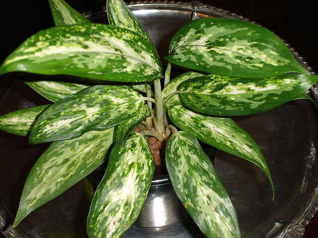 File:Aglaonema.jpg