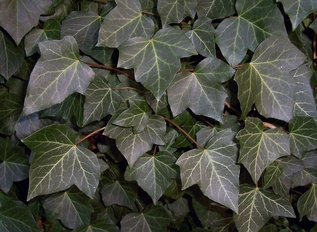 File:Hedera helix.jpg