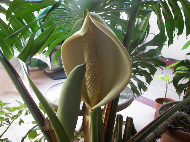 File:Monstera deliciosa flower.jpg