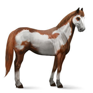 File:Chestnut Overo.png