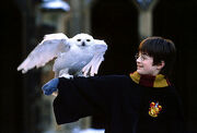 Hedwig1.jpg