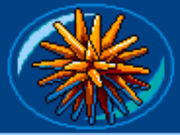 Orange Sea Urchin
