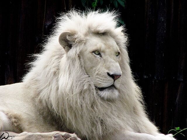 File:Lion.jpg