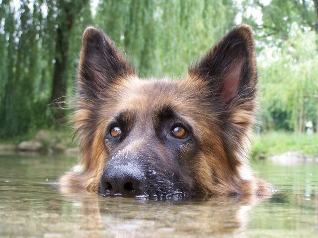 Datei:DeutscherSchäferhund.jpg