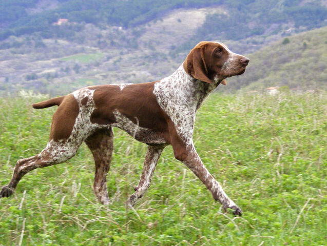 Datei:TrabenerBraccoItaliano.jpg