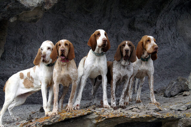 Datei:RudelBraccoItaliano.jpg
