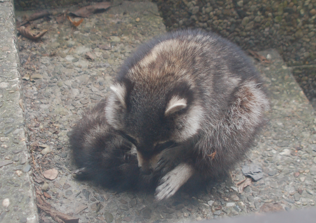 Datei:Waschbär.png