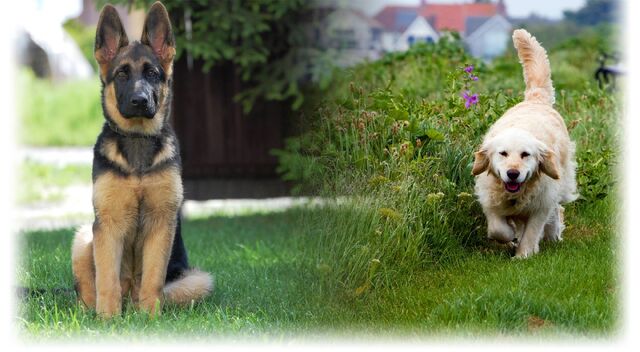 Datei:HundeWikia-Hintergrund.jpg