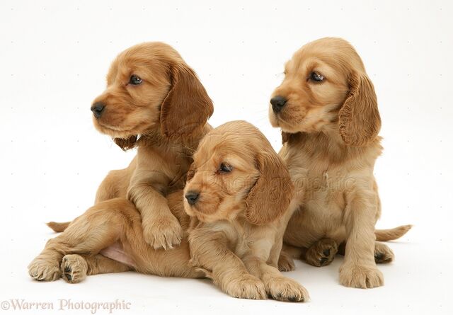 Datei:CockerSpanielWelpen.jpg