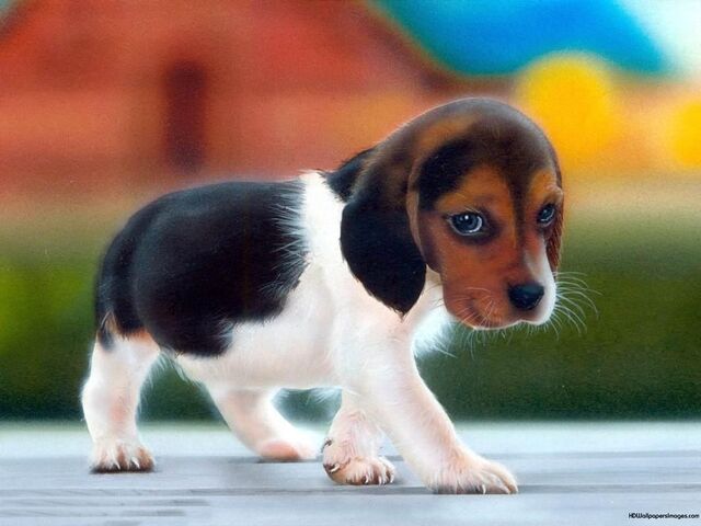 Datei:BeagleWelpe.jpg