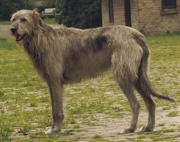 Datei:Irish Wolfhound.jpg