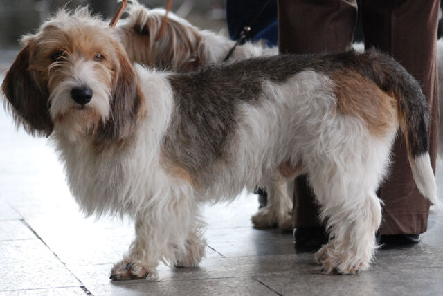 Datei:Basset Griffon Venéen.jpg