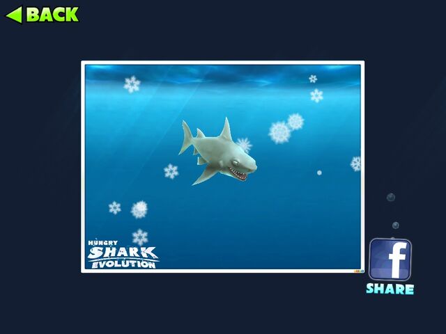 File:Reefsharkcamera.jpg