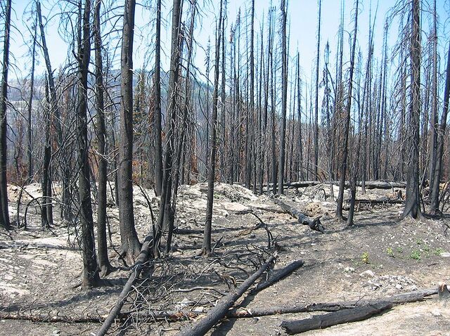 File:Forest fire aftermath.jpg