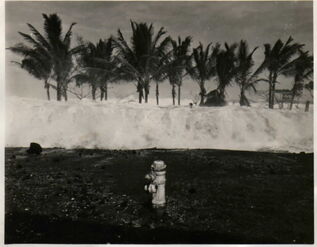 Trivinnia tsunami
