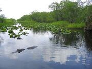 Everglades