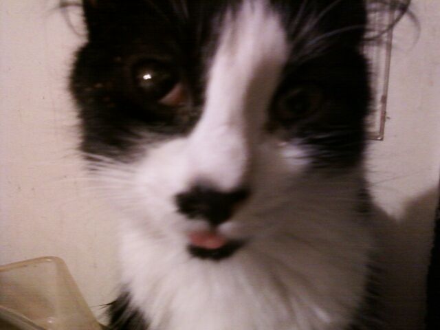 File:Cat sticking tongue out.jpg